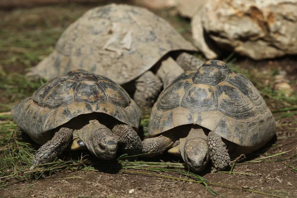 Oost-Hermann schildpadden — Stockfoto