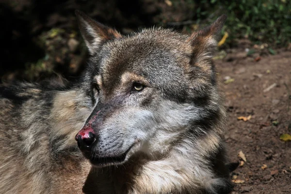 Eurasian wolf (Canis lupus lupus) — Stock Photo, Image