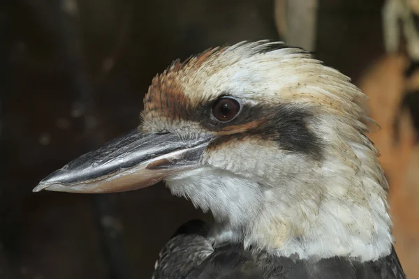 Kookaburra riant (Dacelo novaeguineae) — Photo