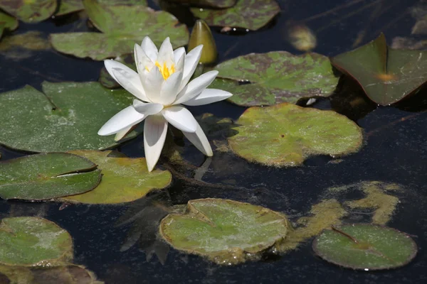 Lótus das estrelas (Nymphaea nouchali ) — Fotografia de Stock