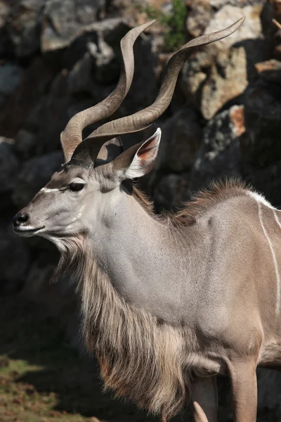 Większa kudu (Tragelaphus strepsiceros) — Zdjęcie stockowe