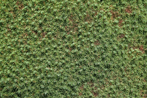 Lilliput textura de abeto blanco — Foto de Stock