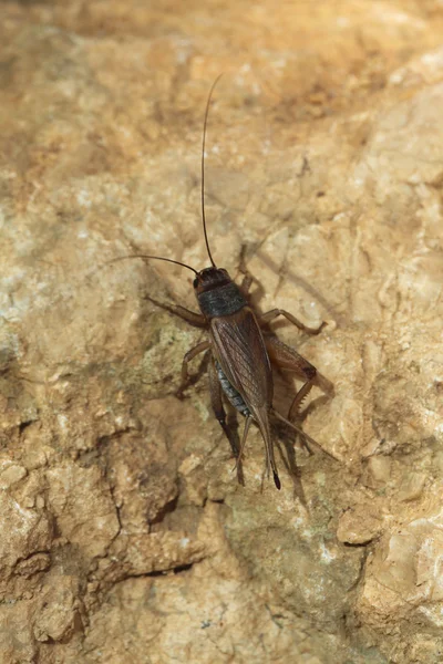 Домашний крикет (Acheta domestica ) — стоковое фото