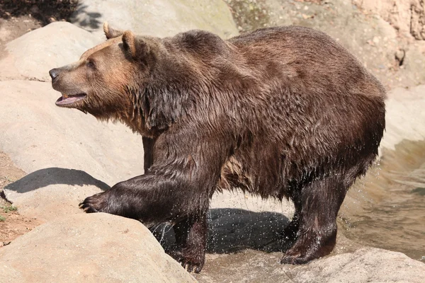 Ours brun (Ursus arctos)) — Photo