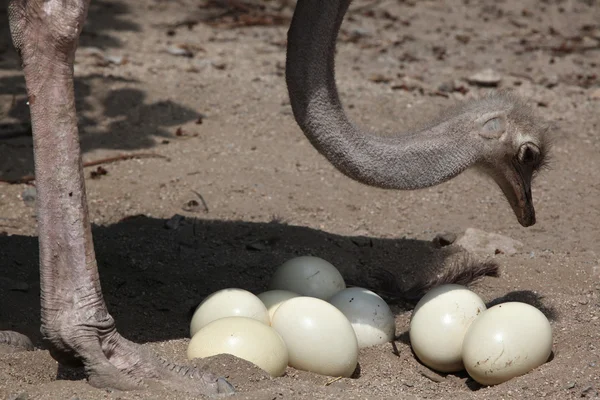 Avestruz (Struthio camelus) inspeciona seus ovos — Fotografia de Stock