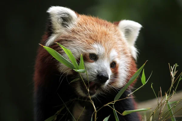 Panda rossa (Ailurus fulgens ) — Foto Stock