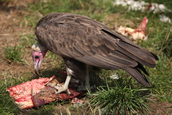 Capovaccaio (Necrosyrtes monachus ) — Foto Stock