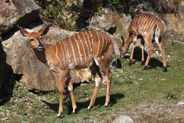 Lowland nyala (Tragelaphus angasii) — Stock Photo, Image