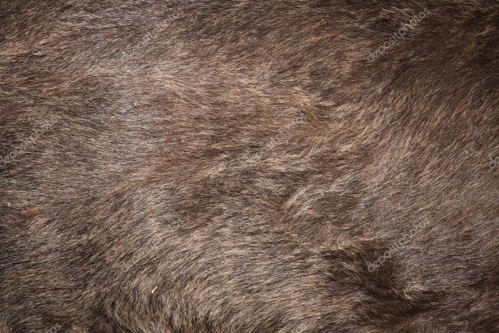 Bear Fur Texture