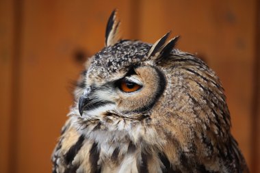 Hint kartal baykuş (bubo bengalensis).