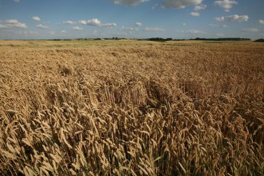 Savaş Waterloo Muharebesi