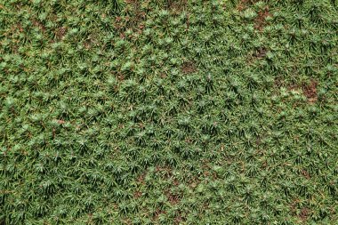 Lilliput beyaz Ladin