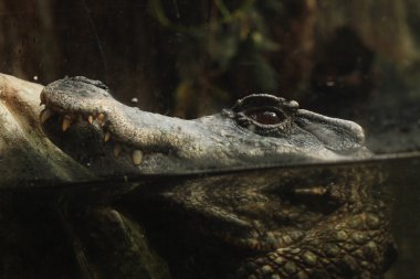 Düz alınlı caiman (Paleosuchus trigonatus).