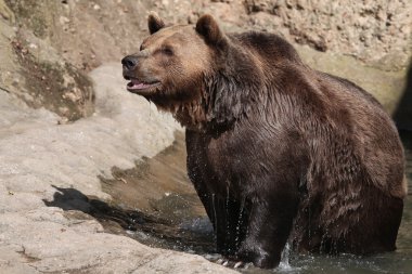 Kahverengi Ayı (Ursus arctos).