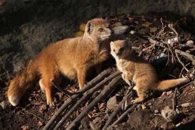 Sarı gelincik (cynictis penicillata).