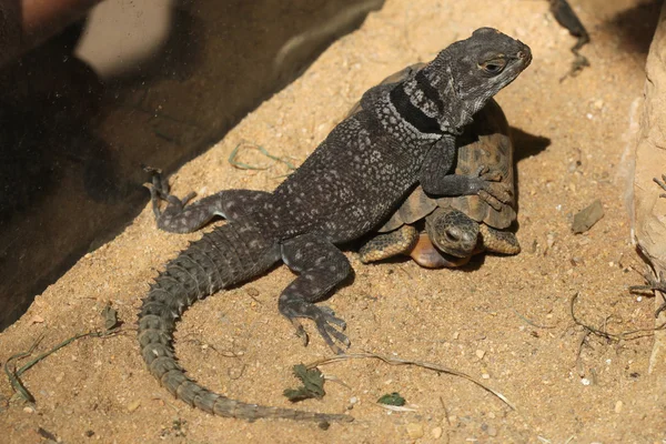 Μαδαγασκάρη ακανθώδης-tailed ιγκουάνα (Oplurus cuvieri) και της αδικοπραξίας αράχνη — Φωτογραφία Αρχείου