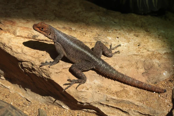 Grandidier 的马达加斯加斯威夫特 (Oplurus grandidieri). — 图库照片