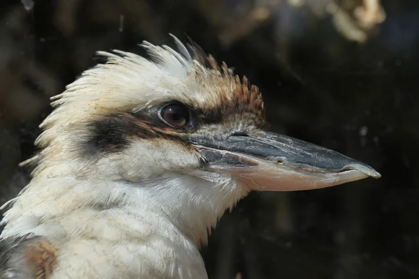 Riéndose kookaburra (Dacelo novaeguineae). —  Fotos de Stock