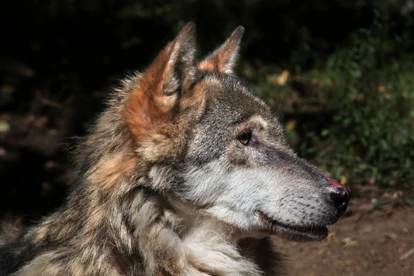 Lobo eurasiático (canis lupus lupus ). — Foto de Stock