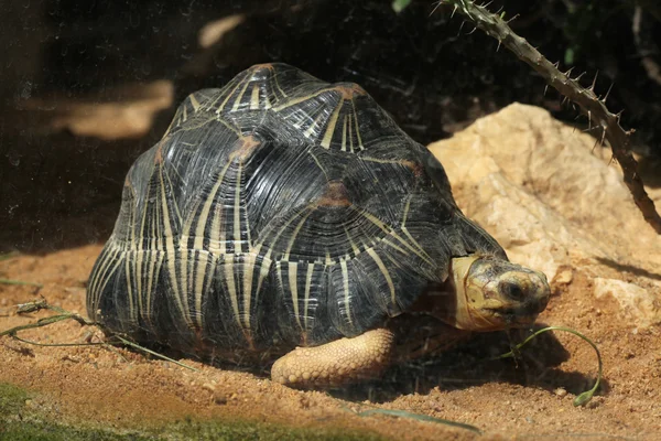 Tortuga radiada (Astrochelys radiata ). — Foto de Stock