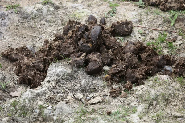 Excrements of Indian rhinoceros — Stock Photo, Image