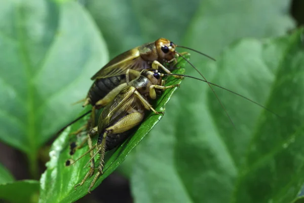 House crickets on leaf — Stock Photo, Image