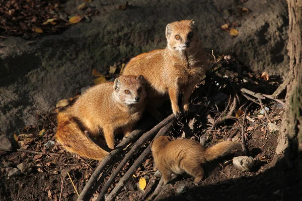 Mongooses amarelas com bebê — Fotografia de Stock
