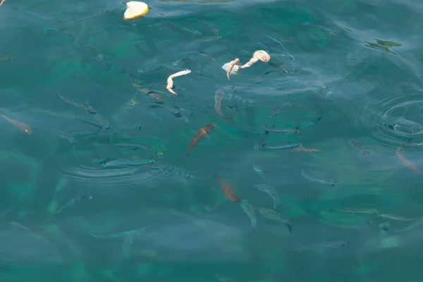 Small fish eat pieces of crab in sea