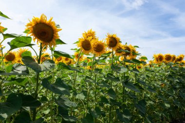 Güneşli bir günde uzun sarı ayçiçekleri