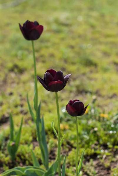 Schwarze Tulpen — Stockfoto