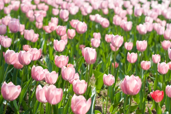 Tulipani rosa — Foto Stock