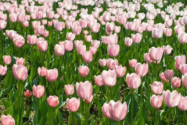 Pink Tulips — Stock Photo, Image