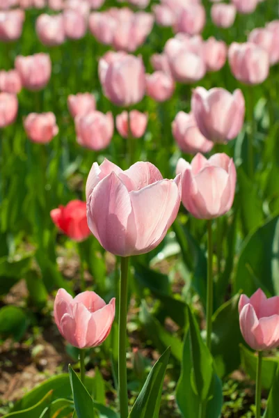 Pink Tulips — Stock Photo, Image