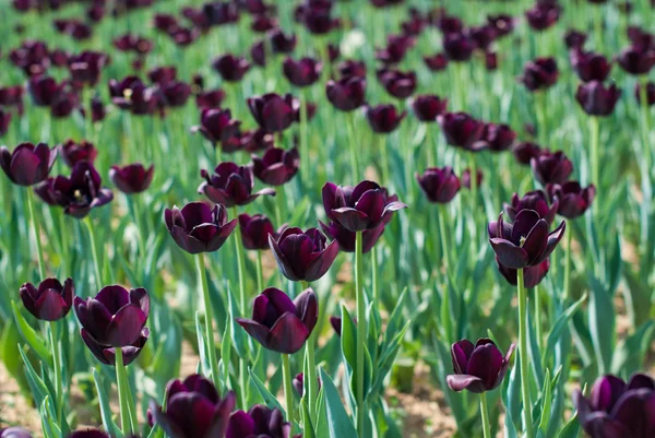 Black tulips — Stock Photo, Image