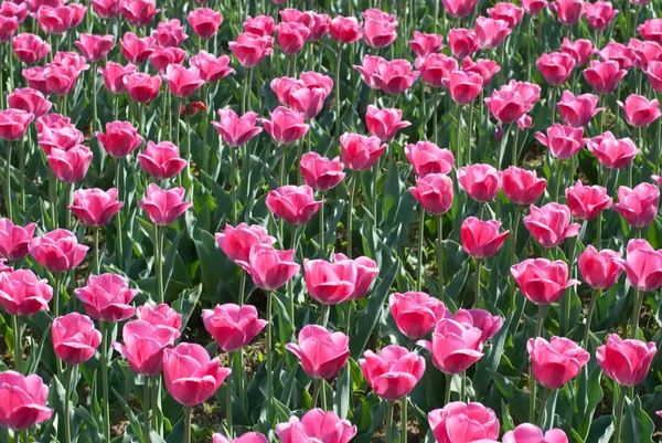 Pembe Laleler — Stok fotoğraf