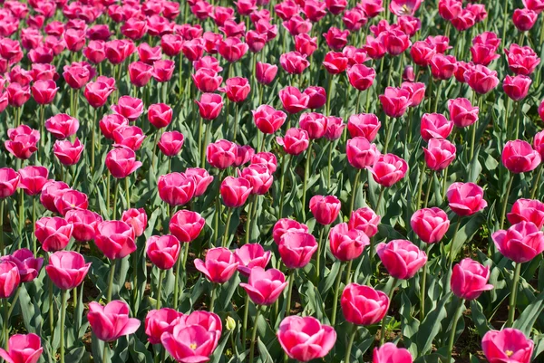 Tulipani rosa — Foto Stock