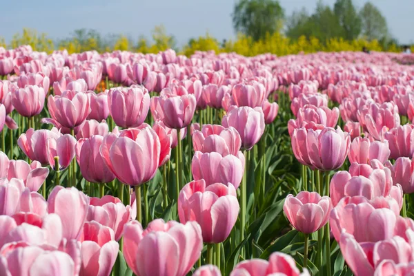 Pink Tulips — Stock Photo, Image