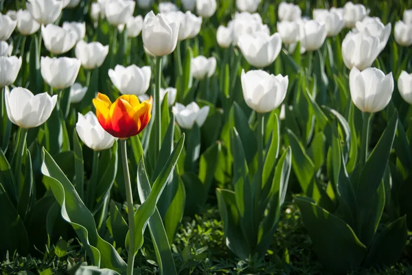 Orange tulip — Stock Photo, Image