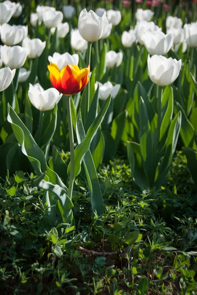 Orange tulip — Stok fotoğraf