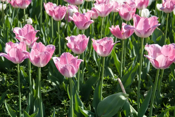 Pink Tulips — Stock Photo, Image