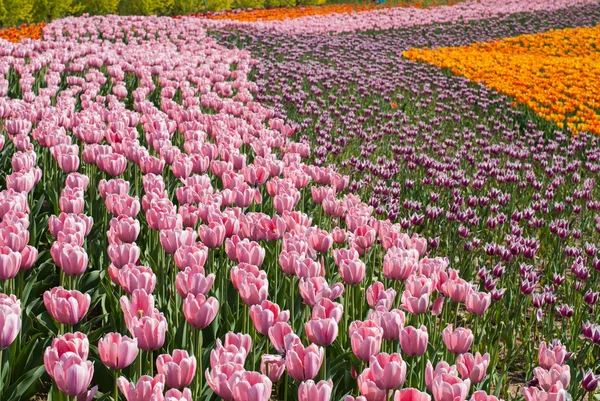 Różowe tulipany — Zdjęcie stockowe