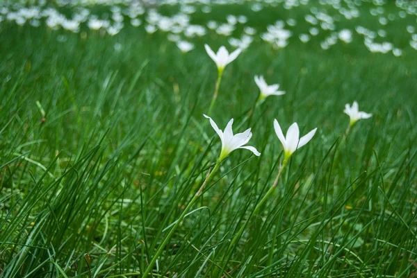 Fleurs blanches — Photo