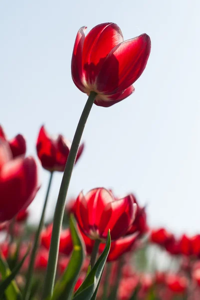 Rote Tulpen — Stockfoto