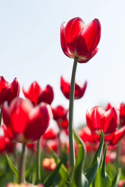 Rote Tulpen — Stockfoto