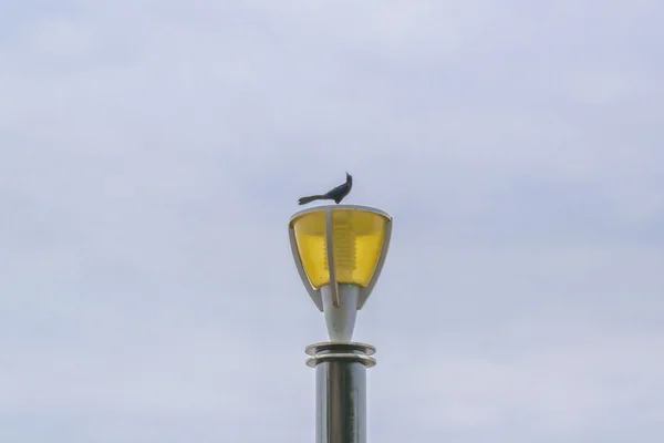 시티 라이트의 상단에 검은 새 — 스톡 사진