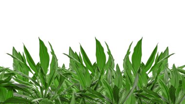 Yeşil bitkiler arka plan izole