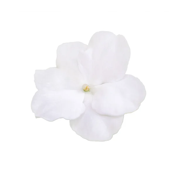 Flor blanca aislada en fondo blanco — Foto de Stock