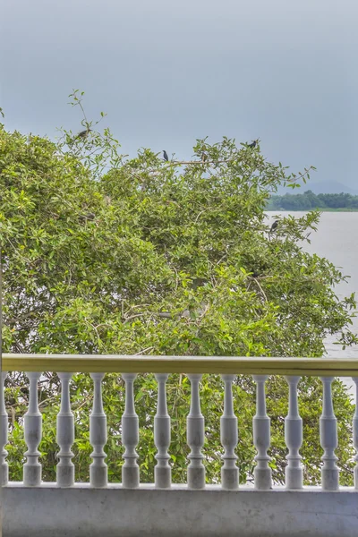 Árvore com pássaros no rio Guayas em Guayaquil Equador — Fotografia de Stock