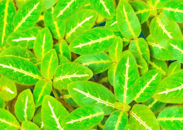 Grüne Blätter Foto Muster — Stockfoto