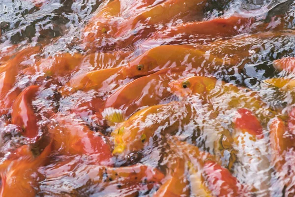 Estanque de peces con vista de ángulo alto con peces Koi —  Fotos de Stock